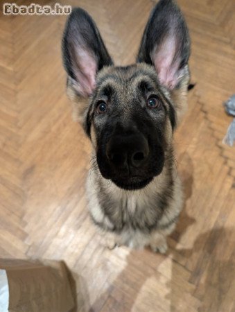 4 hónapos Németjuhász kutya