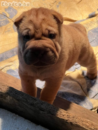 Shar-pei kölyök