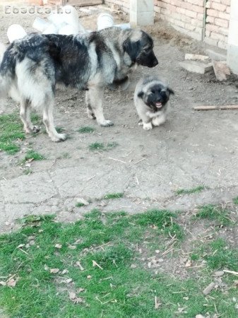Sarplaninac jellegű szuka baby.