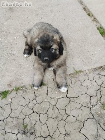 Sarplaninac jellegű szuka baby.