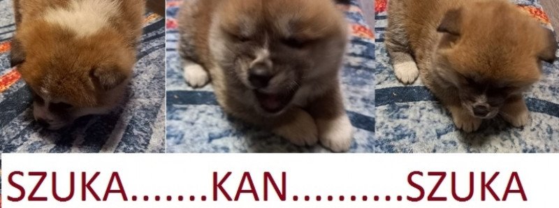 Japán Akita inu