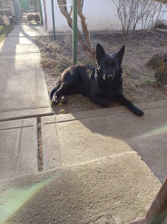 Ingyen elvihető szuka kutya (Kecskemét, Felsőszéktó)