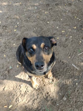 Ingyen elvihető kan kutya (Kecskemét, Felsőszéktó)