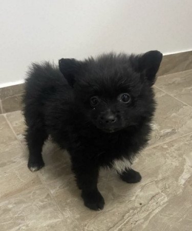 Pomerániai Törpe Spitz