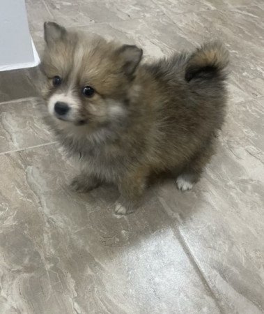 Pomerániai Törpe Spitz