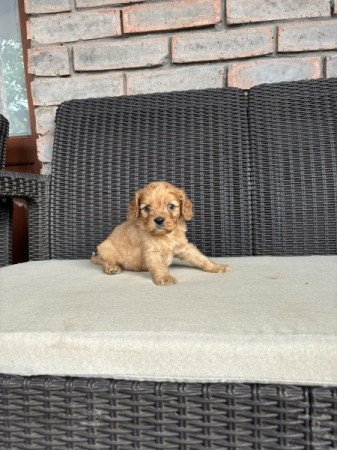 Cavapoo