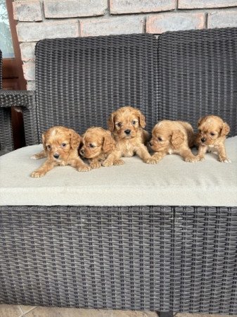 Cavapoo