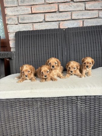 Cavapoo