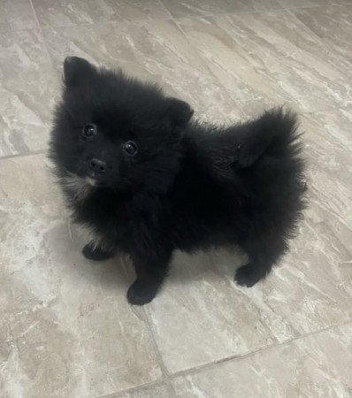 Pomerániai Törpe Spitz