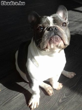 Francia bulldog