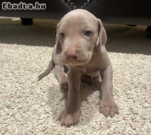 Weimari kiskutyák eladók