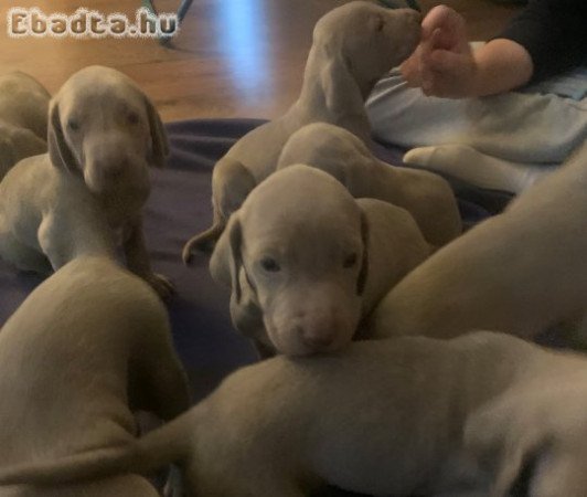 Weimari kiskutyák eladók