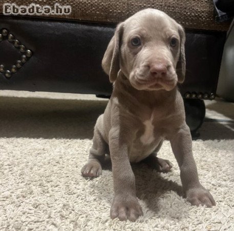 Weimari kiskutyák eladók