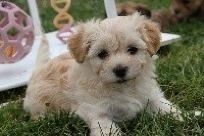 Bichon havanese