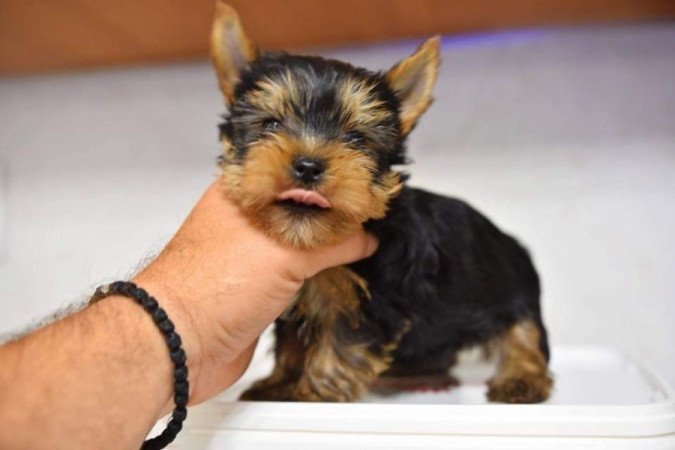 Yorkshire Terrier