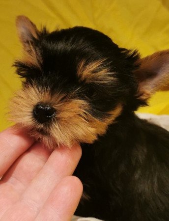 Yorkshire Terrier