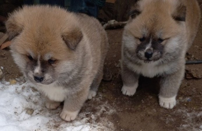 Japán Akita inu