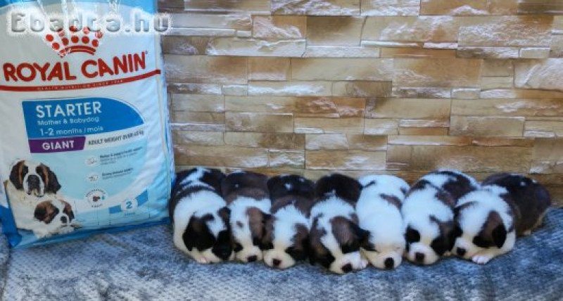 Eladó Bernáthegyi Kiskutyák