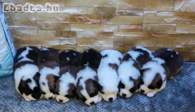 Eladó Bernáthegyi Kiskutyák