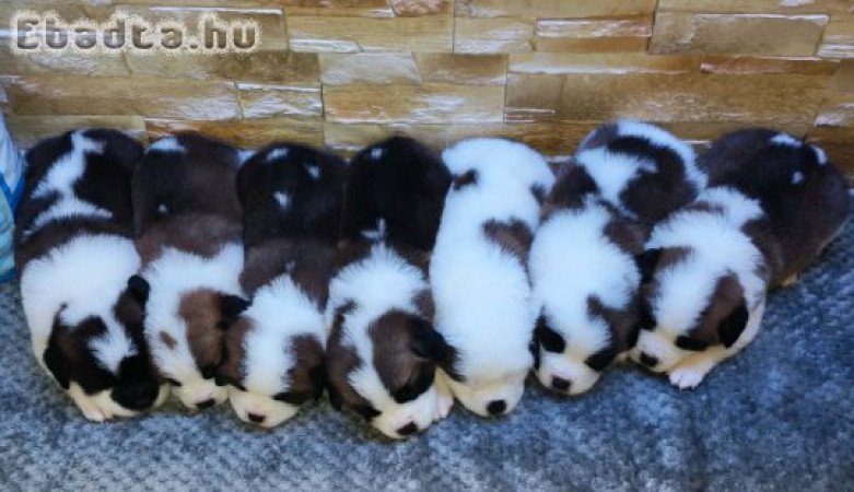 Eladó Bernáthegyi Kiskutyák