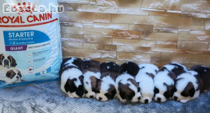 Eladó Bernáthegyi Kiskutyák