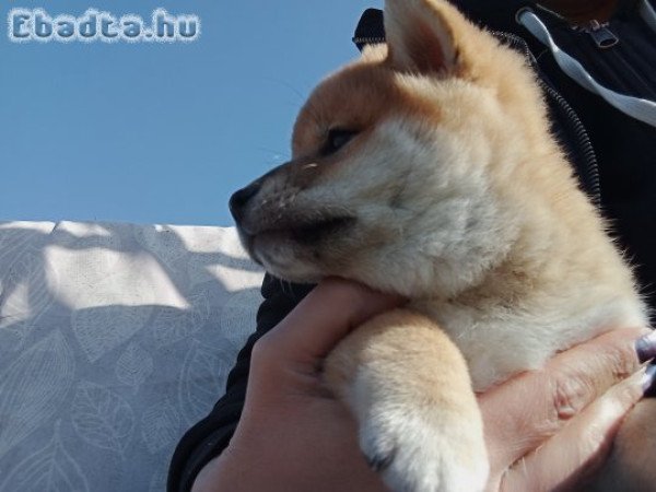 Shiba Inu kislány kutyus