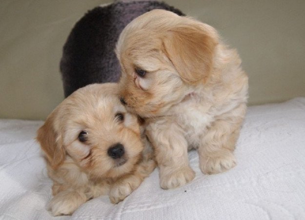 Bichon havanese