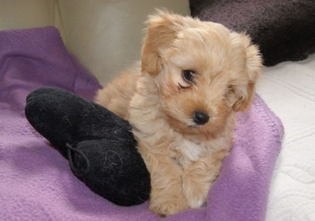 Bichon havanese