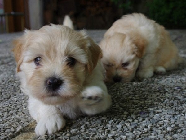 Bichon havanese