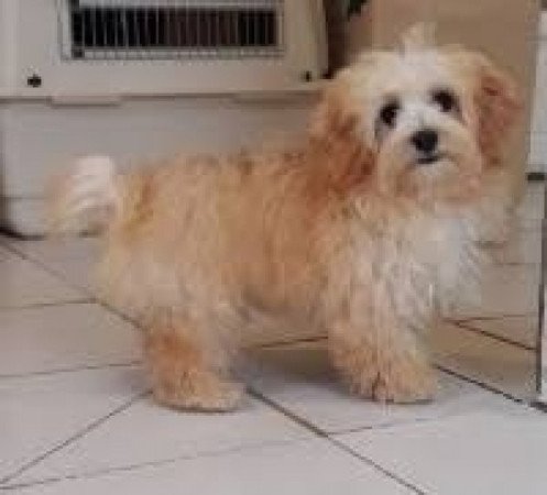 Bichon havanese