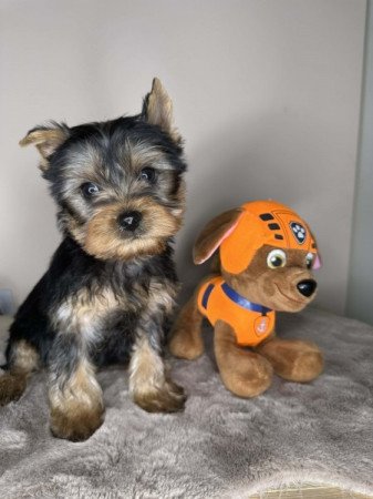 Yorkshire terrier