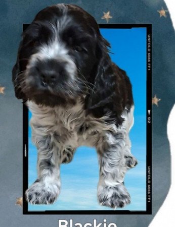 Angol Cocker Spániel