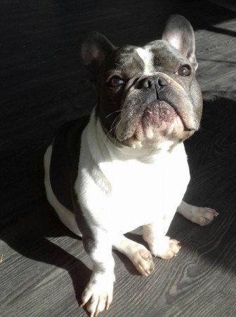 Francia bulldog