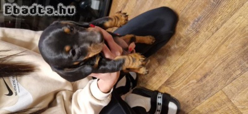 Tacskó kölyök kutya