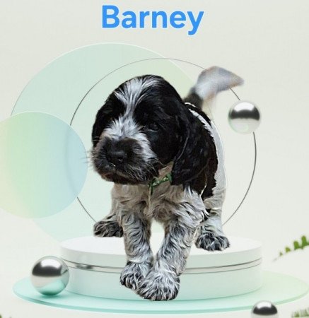 Angol Cocker Spániel