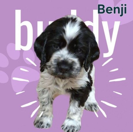 Angol Cocker Spániel