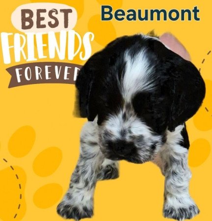 Angol Cocker Spániel