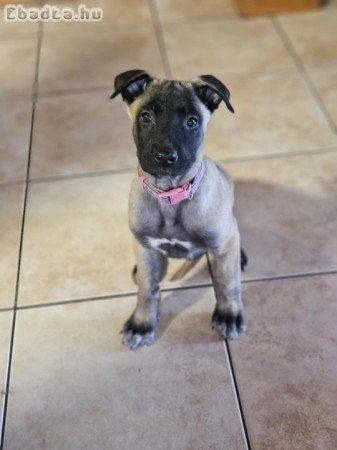 Eladó malinois kölyök szuka