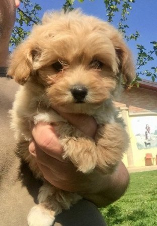 Bichon havanese