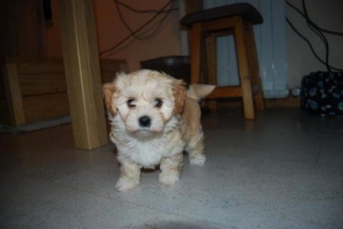 Bichon havanese