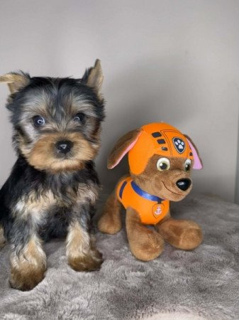 Yorkshire terrier
