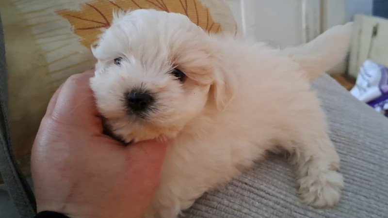 Bichon havanese