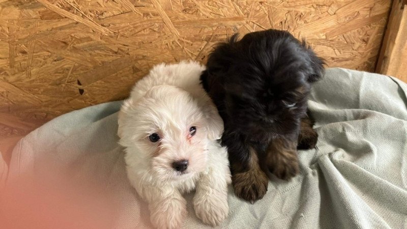 Bichon havanese