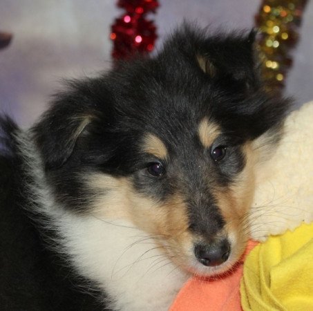 Skót juhász (Collie rough)