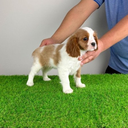 Cavalier King Charles Spániel