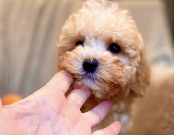 Maltipoo