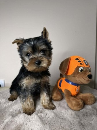 Yorkshire terrier