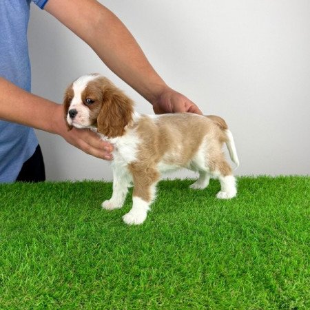 Cavalier King Charles Spániel