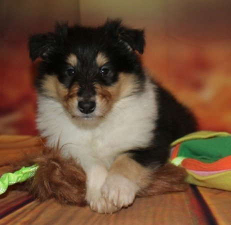 Skót juhász (Collie rough)