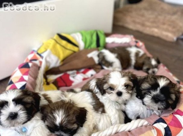 shih tzu kölykök örökbefogadásra